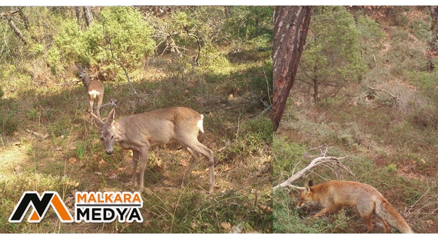 İnsanlar eve çekilince ormanda daha fazla görülmeye başladılar