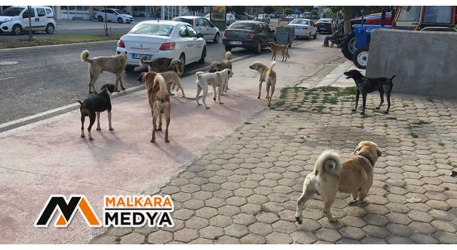 Malkara'da çete gibi dolaşan köpekler korkutuyor