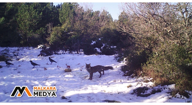 Kurtlara bırakılan etler karga ve çakallara yem oldu