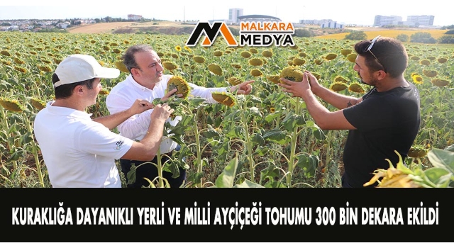 Kuraklığa dayanıklı yerli ve milli ayçiçeği tohumu 300 bin dekara ekildi