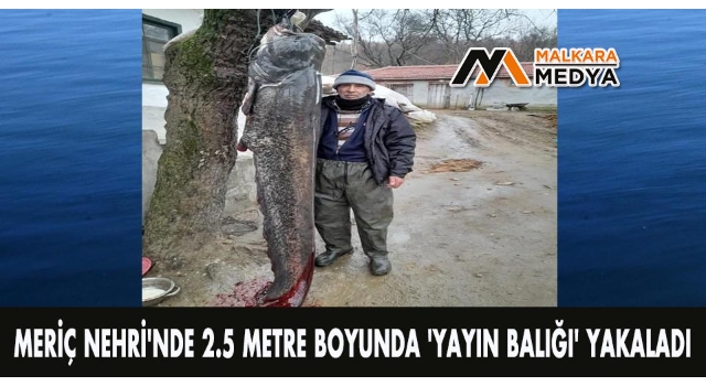 Meriç Nehri'nde 2.5 metre boyunda 'yayın balığı' yakaladı