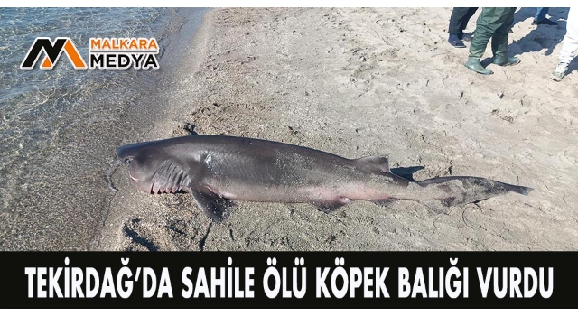 Tekirdağ’da sahile ölü köpek balığı vurdu