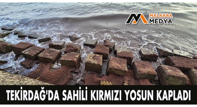 Tekirdağ'da sahili kırmızı yosun kapladı