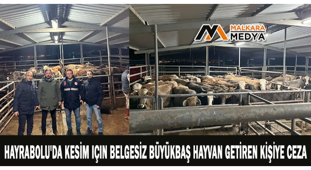 Hayrabolu'da kesim için belgesiz büyükbaş hayvan getiren kişiye ceza