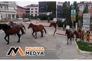 Tekirdağ'da Koronayı fırsat bilen atlar sokağa indi