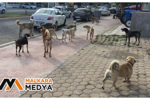 Malkara'da çete gibi dolaşan köpekler korkutuyor