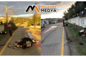 Malkara’da araç inek sürüsüne daldı: 1 yaralı