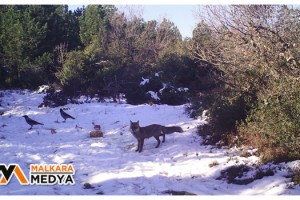 Kurtlara bırakılan etler karga ve çakallara yem oldu