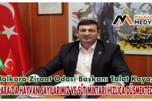 Malkara Ziraat Odası Başkanı Talat Kaya; “Malkara’da Hayvan Sayılarımız ve Süt Miktarı Hızlıca Düşmektedir!..”