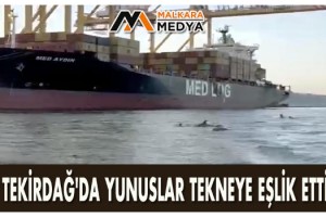 Tekirdağ'da yunuslar tekneye eşlik etti