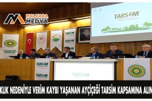 Kuraklık nedeniyle verim kaybı yaşanan ayçiçeği TARSİM kapsamına alınıyor