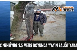 Meriç Nehri'nde 2.5 metre boyunda 'yayın balığı' yakaladı