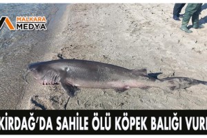 Tekirdağ’da sahile ölü köpek balığı vurdu