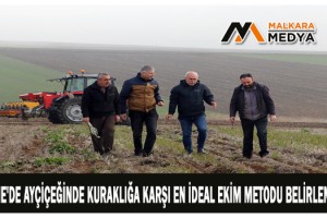 Edirne'de ayçiçeğinde kuraklığa karşı en ideal ekim metodu belirlenecek