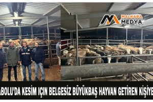 Hayrabolu'da kesim için belgesiz büyükbaş hayvan getiren kişiye ceza